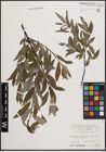 Foto von Salix daphnoides Vill.